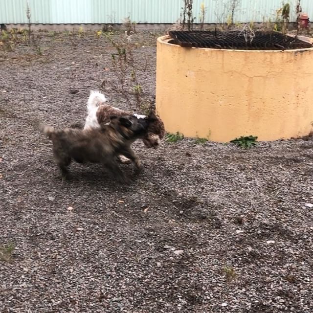 Suddenly: Boris! #maclagotto #lagottoromagnolo #lagotto #dogs #lagottos #lagottosofinstagram #lagottopuppy #lagottolove #lagottostyle #lagottodogs #lagottoromagnolos #dpotd #lagottoboy #svärdsjö #dalarna #sweden #dog #dogmodel #dogmodels #dogsofinstagram #dogsofinsta #doglovers #daddysdog #dogstagram #pappajagvillhaenitalienare @knappare @liminglindblad @k.rowntree @taxen_coco posted by dad: @kristerlindholmfalun - 1541406736
