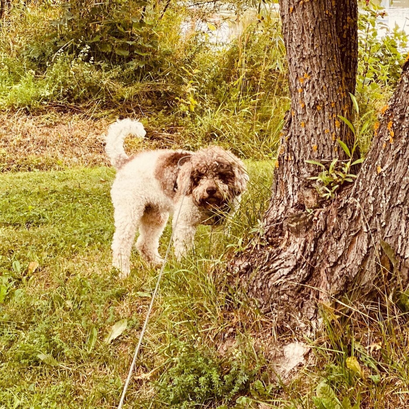 Hey, I’m not finished here yet! #lagottoromagnolo #falun #lagotto #busy #dog - 118800264 121569516091752 5356711409103196883 n 2 scaled